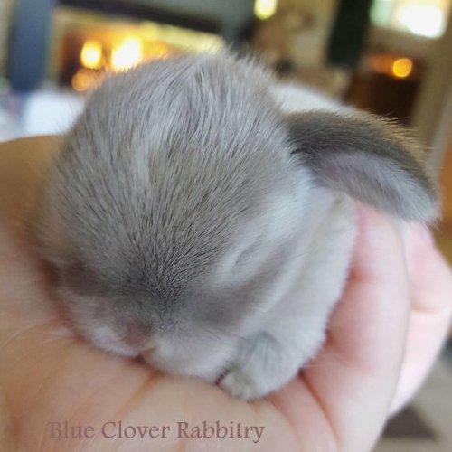Прелестные крольчата, которые растопят ваше сердце (35 фото)