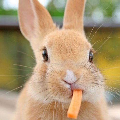 Забавные кролики с набитыми едой ртами (12 фото)