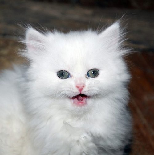 Породы кошек с фотографиями названиями смешные