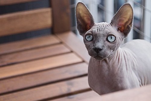 Самые необычные кошки фото породы