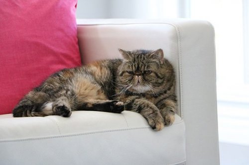 Самые необычные породы кошки в мире фото thumbnail