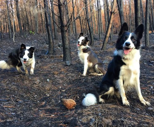 Три собаки со специальными рюкзаками помогают восстанавливать растительность в сгоревших лесах Чили (4 фото)