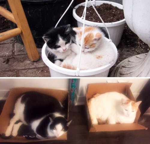 Прелестные фотографии кошек "тогда и сейчас", которые растопят ваше сердце (26 фото)