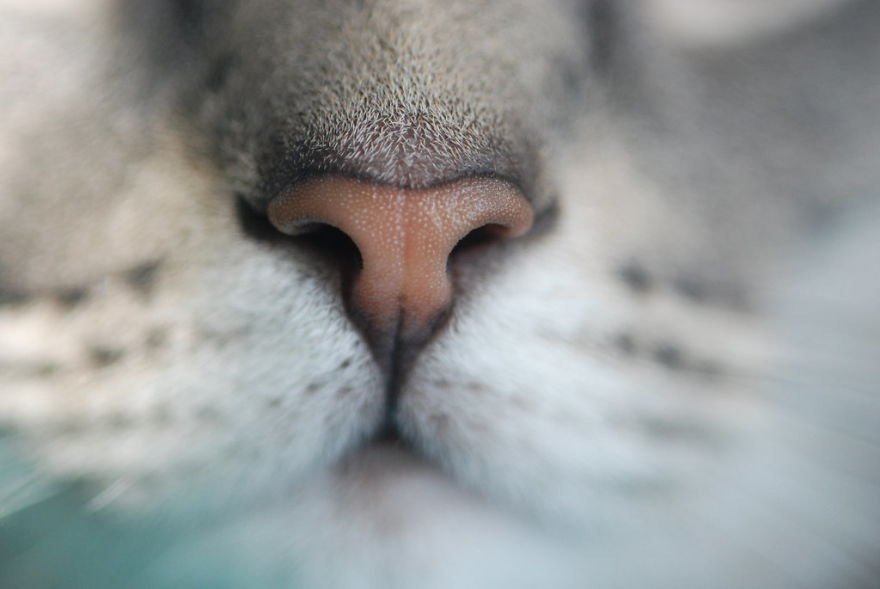 Кошка нос и рот. Нос кошки. Кошачий носик. Милые носики.