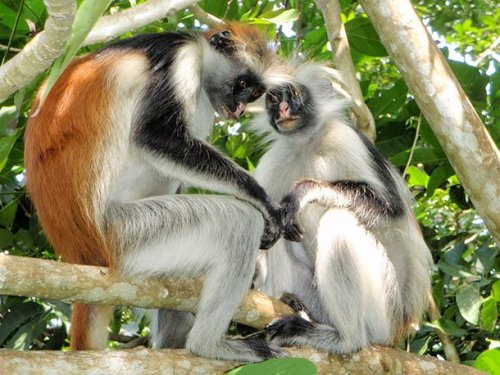 Топ-25: редкие виды приматов, которые могут исчезнуть с лица Земли в ближайшие сто лет