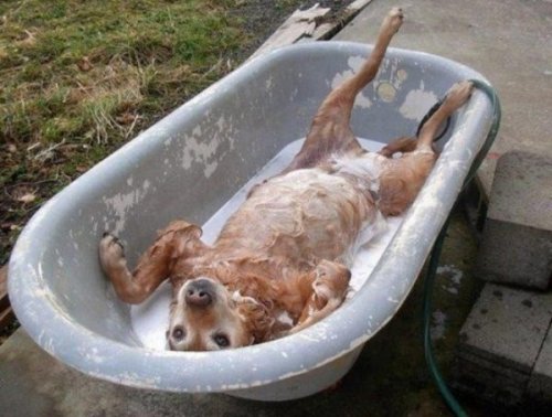 Собаки, которые обожают принимать ванну (11 фото)