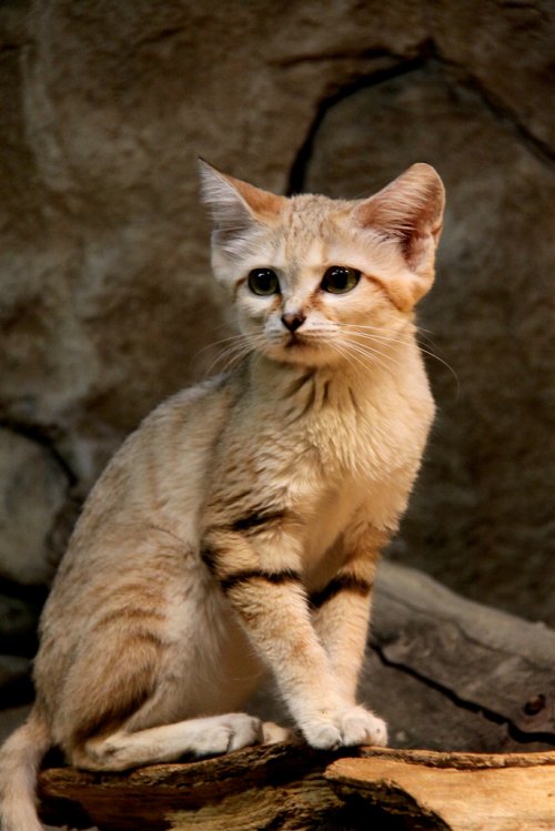 Песчаная кошка – необыкновенная кошка пустыни (16 фото)