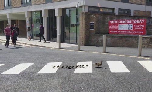 В Англии даже утки соблюдают правила дорожного движения! (фото + видео)