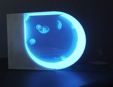 Аквариум для медуз JellyTank (5 фото)