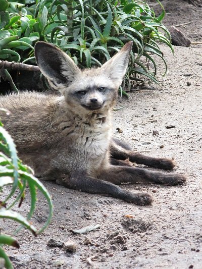 Большеухая лисица - охотник за насекомыми (17 фото)