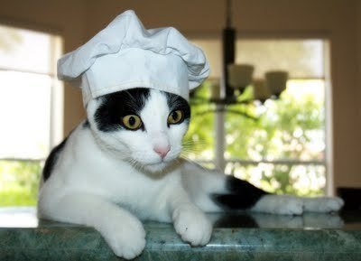 Кошки, у которых явные способности к кулинарии (13 фото)