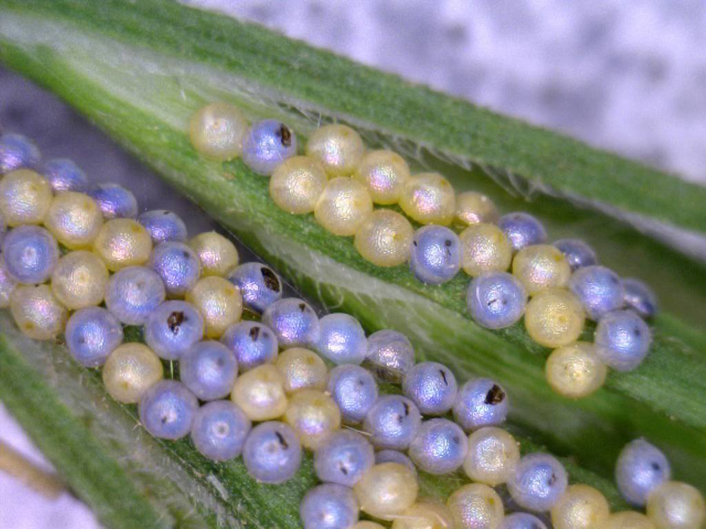 Яйца насекомых фото и названия