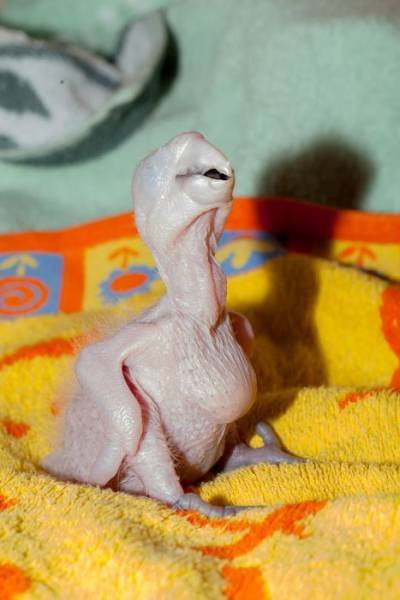 Как попугаи ара выглядят с рождения до полного оперения (23 фото)