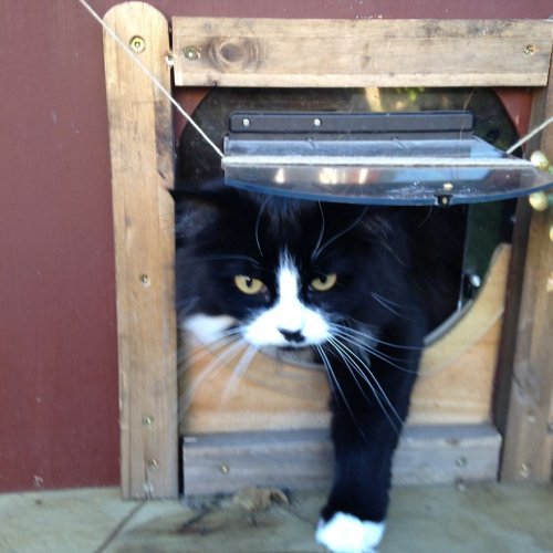 Владелица кошки построила для своей питомицы дом под открытым небом (7 фото)