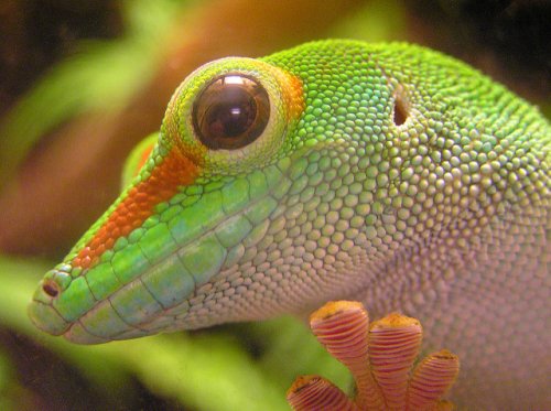 Топ-20: интересные факты про самое многочисленное семейство ящериц – про восхитительных гекконов