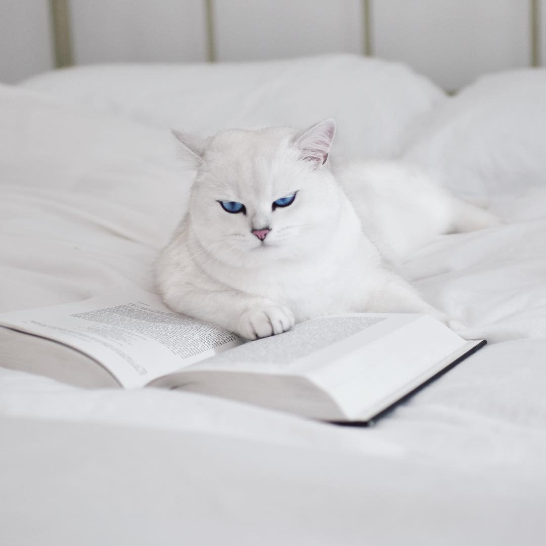 Белый кот с голубыми глазами лежит