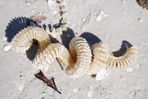 Ожерелье русалки: удивительные яйца моллюска (10 фото)