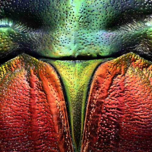 Макрофотографии насекомых, составленные из 10 тысяч отдельных снимков (8 фото)