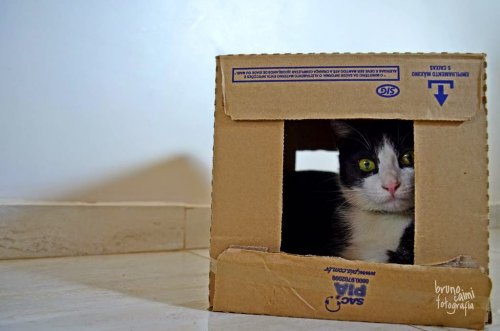 Почему кошки так любят коробки (26 фото)
