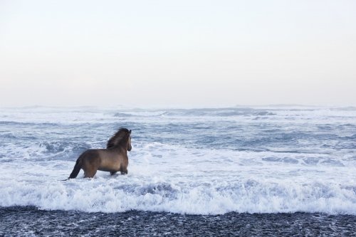 Величественные лошади на фоне исландских пейзажей в фотографиях Дрю Доггетта (11 фото)