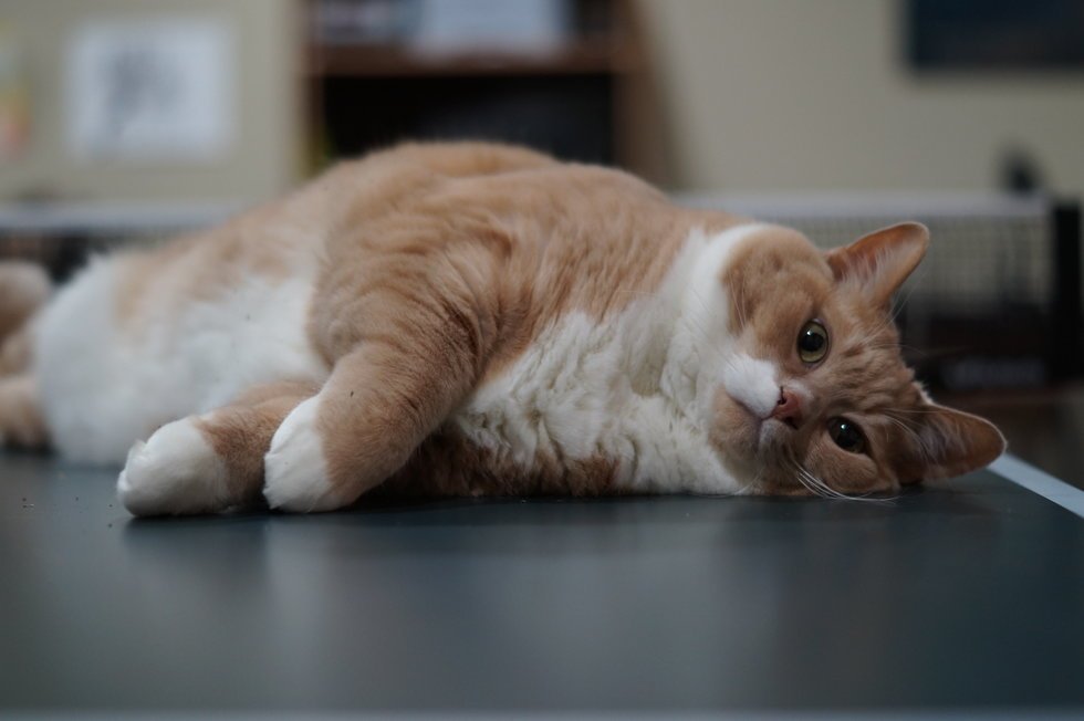 Хата сброшены на пол. Рыжий кот Толстяк. Кот жиробас. Рыжие коты толстяки. Котик жирдяй.