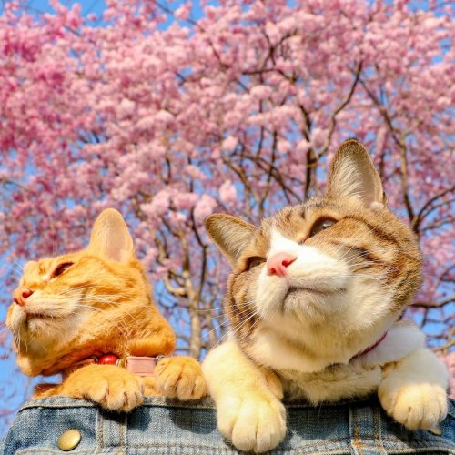 Кошки-путешественницы Даикити и Фуку-тян, которых владелец взял к себе на работу, чтобы вместе ездить в командировки (27 фото)