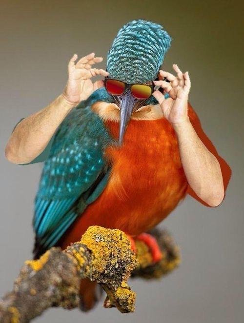 Весёлая фотошоп-битва "Птицы с руками" (27 фото)