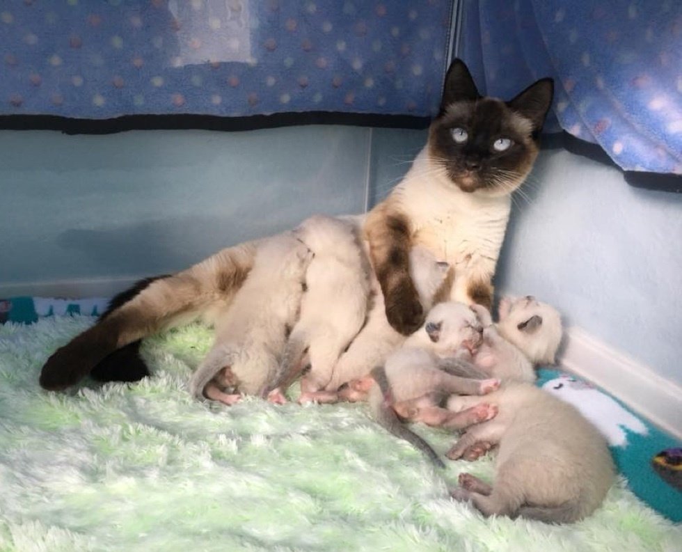 Беременная кошка фото по месяцам