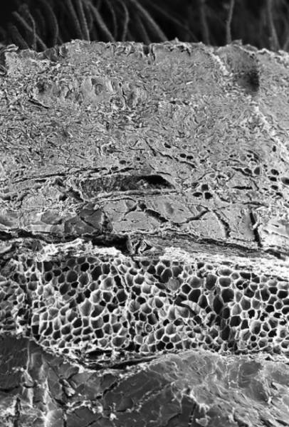 Организм человека через микроскоп (16 фото)