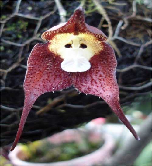 Удивительная Обезьянья орхидея (8 фото)