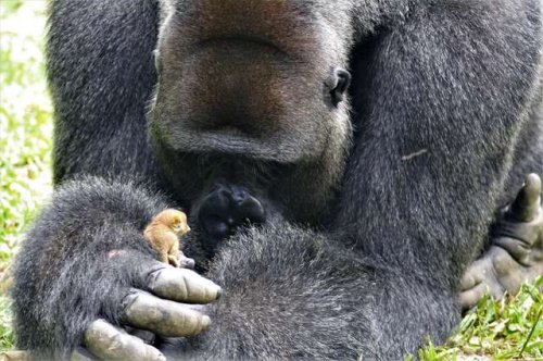 Нежная горилла заводит крошечного друга (6 фото + видео)