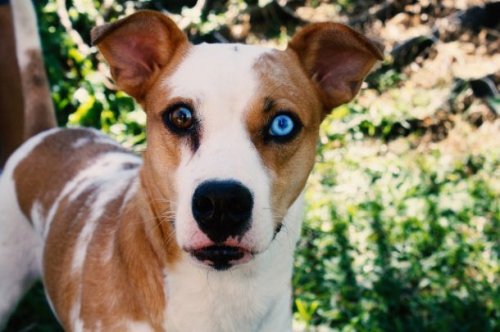 ТОП-25: Факты про собак, которые вы могли не знать