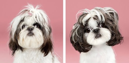Преображение собак после посещения грумера в фотопортретах Грейс Чон (12 фото)