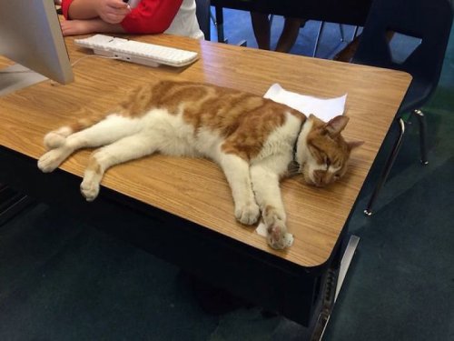 В этом учебном заведении кошки могут запросто зайти в класс и заснуть на столе учащегося. Было бы круто, если б так было везде! (12 фото)