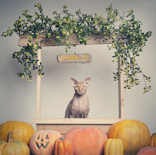 Кэтрин Холмс каждый год фотографирует животных на Хэллоуин, и снимки получаются очень атмосферными (22 фото)