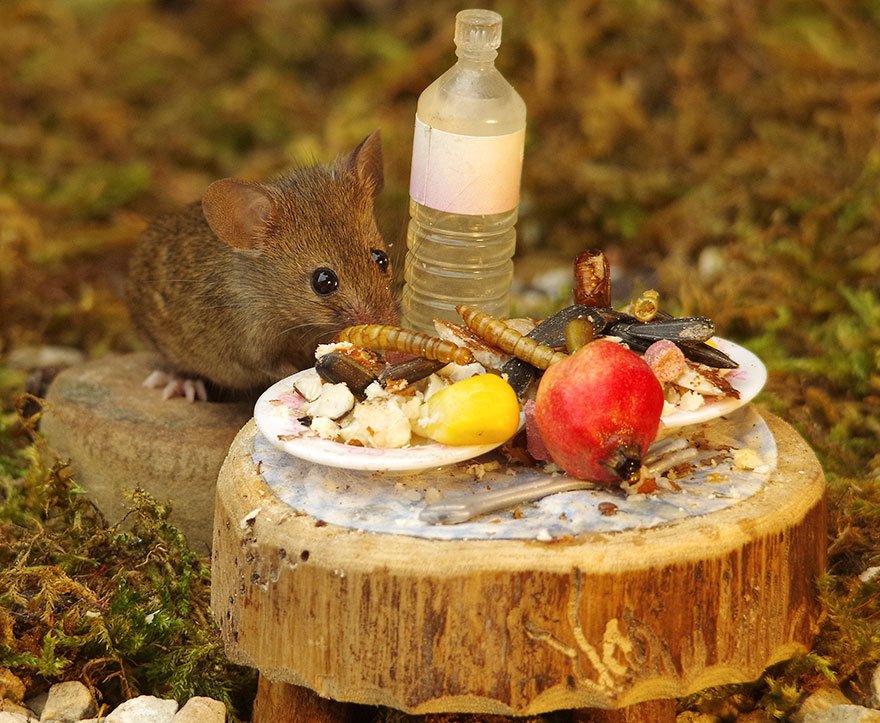 Сад мыши. Мыши в саду. Деревенская мышь. Домик для мышей. Мыши в деревне.