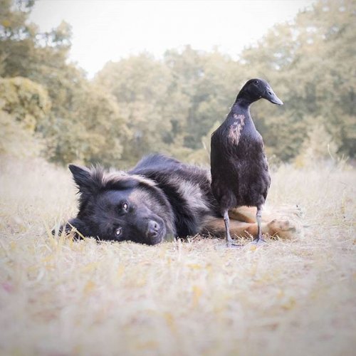 Неожиданная дружба между собакой и уткой в очаровательных фотографиях (11 фото)