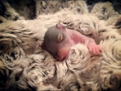 Пара из Нью-Йорка спасла новорождённую белочку, которая превратилась в настоящую пушистую красавицу (10 фото)