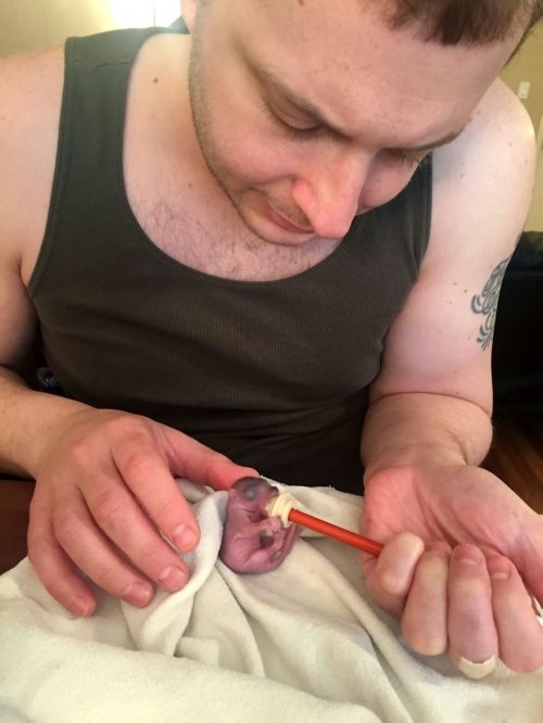Пара из Нью-Йорка спасла новорождённую белочку, которая превратилась в настоящую пушистую красавицу (10 фото)
