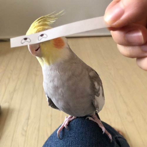 Как поднять настроение с помощью попугая и полосок бумаги с нарисованными глазами (8 фото)