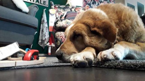 Магазин IKEA в Катании открыл свои двери бездомным собакам, чтобы защитить их от холода. Это вызвало восхищённую реакцию у покупателей. (6 фото)