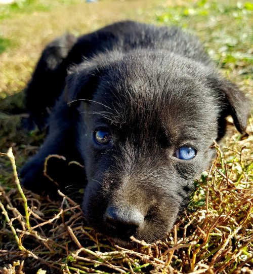 Очаровательный щенок Блу с глазами разного цвета (4 фото)