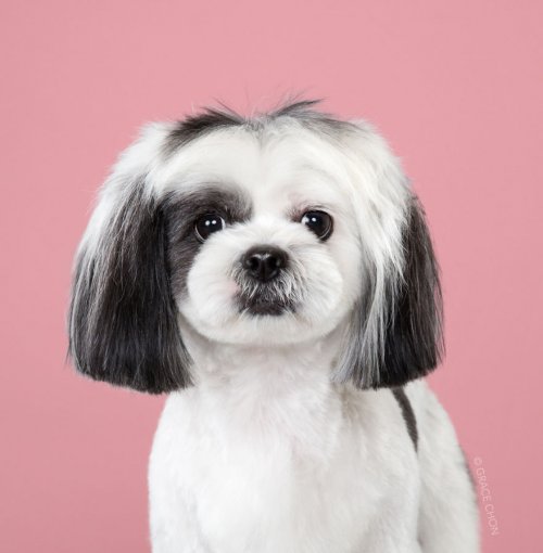 Фотограф показала преображение собак после японского груминга (20 фото)">