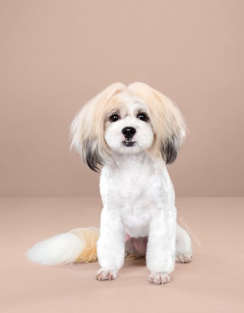 Фотограф показала преображение собак после японского груминга (20 фото)">