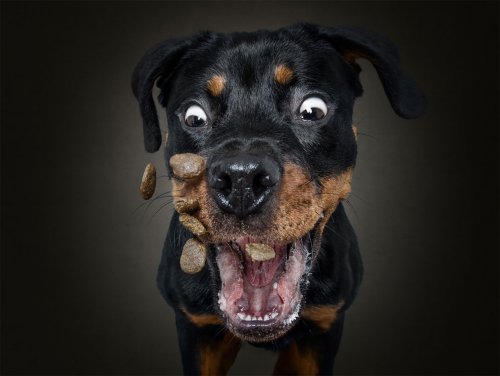 Выражение и эмоции собак, ловящих на лету свои любимые угощения (12 фото)">
