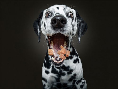 Выражение и эмоции собак, ловящих на лету свои любимые угощения (12 фото)">