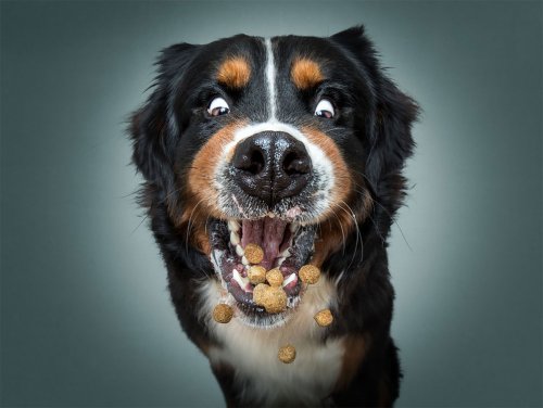 Выражение и эмоции собак, ловящих на лету свои любимые угощения (12 фото)