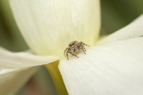 Фотограф делает макрофотографии насекомых, чтобы показать людям, насколько они красивы и удивительны (25 фото)