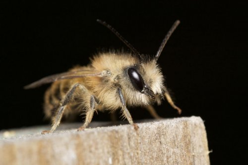 Фотограф делает макрофотографии насекомых, чтобы показать людям, насколько они красивы и удивительны (25 фото)">
