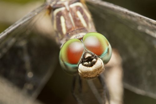 Фотограф делает макрофотографии насекомых, чтобы показать людям, насколько они красивы и удивительны (25 фото)">